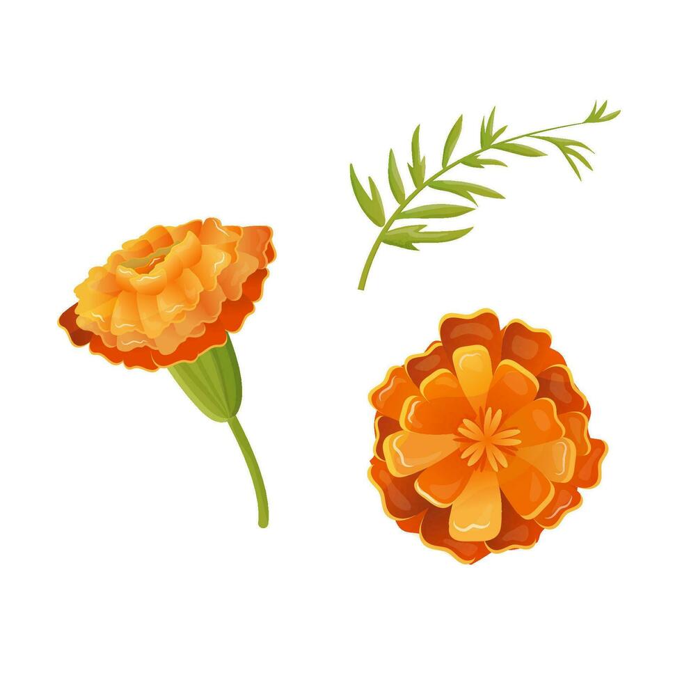 clip art flowers marigold flowers bud vector