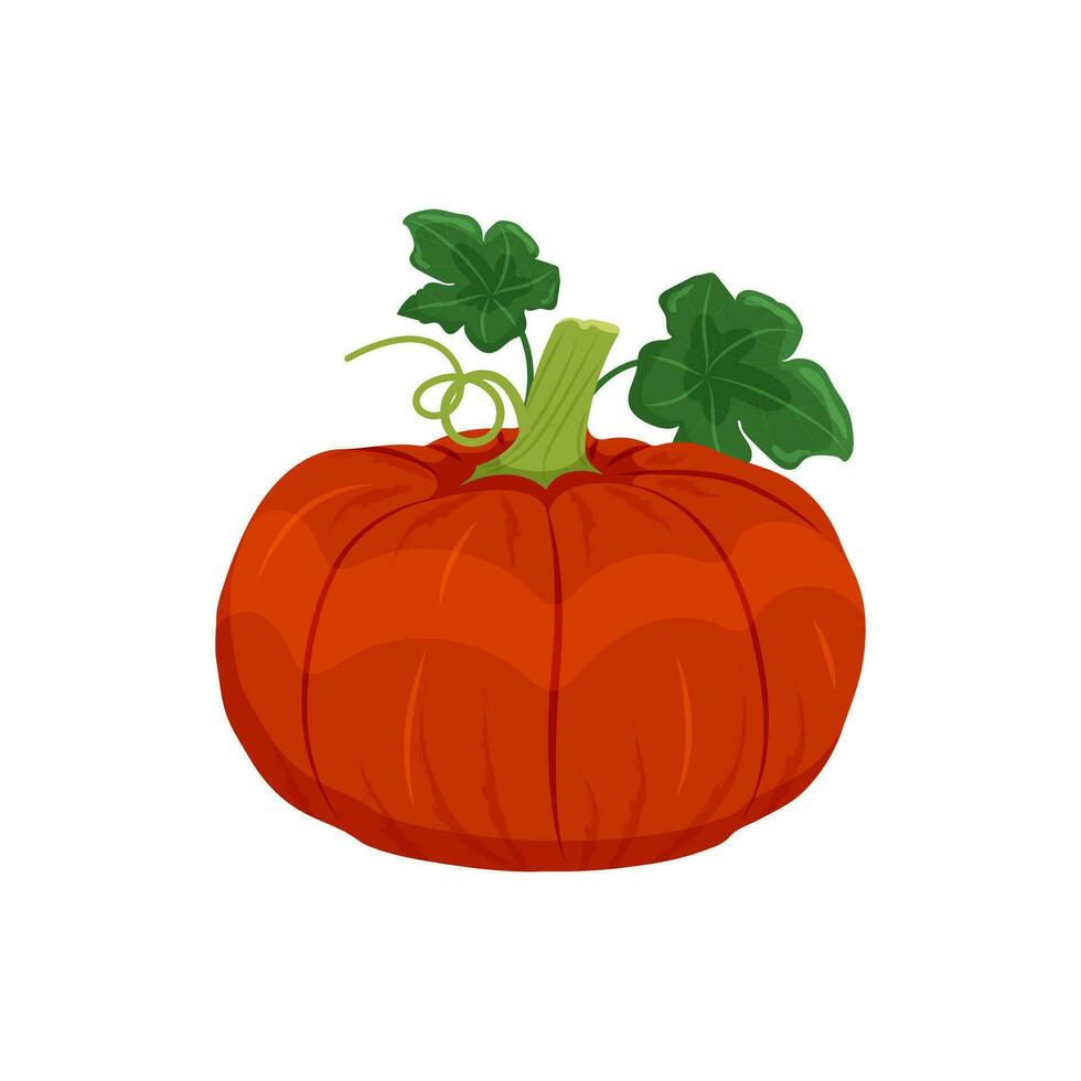 Yellow orange pumpkin with leaves and shoots, autumn vegetable harvest, vector illustration on a white background isolate