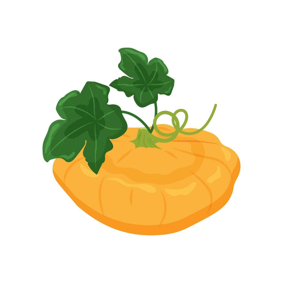 Zucchini with leaves autumn vegetable, Harvest squash on a white background. Vector illustration