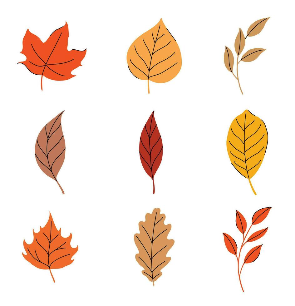 Autumn leaves set isolated on white background. vector