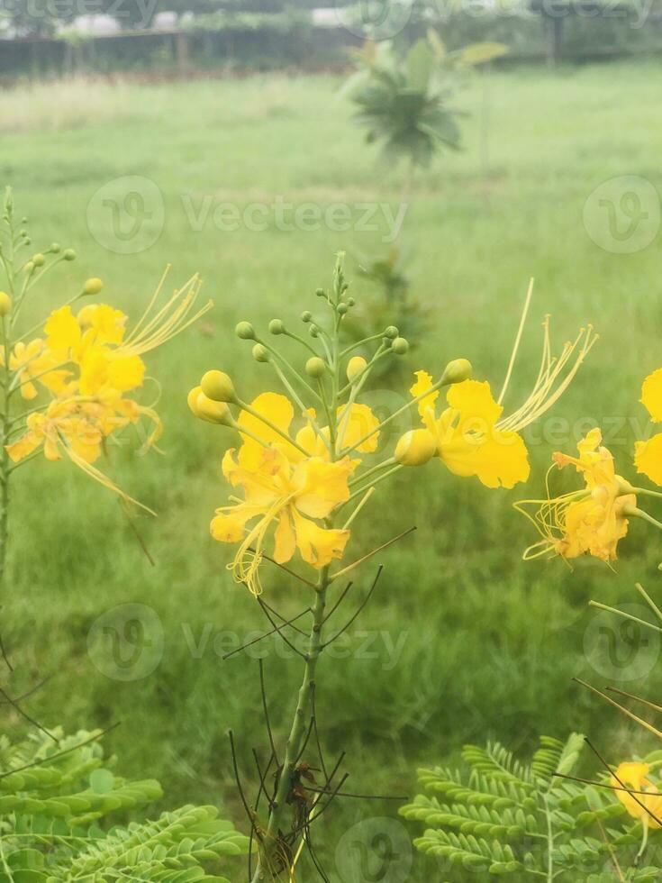 hermosa amarillo flor en el parque foto