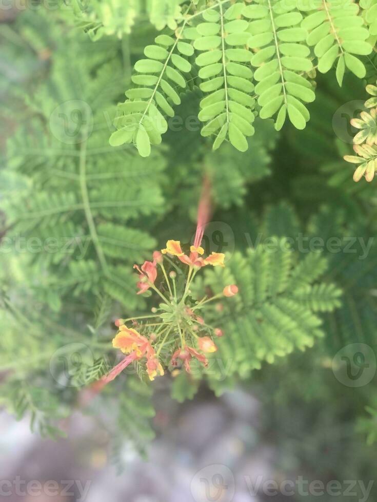 hermosa naranja flor a el parque foto