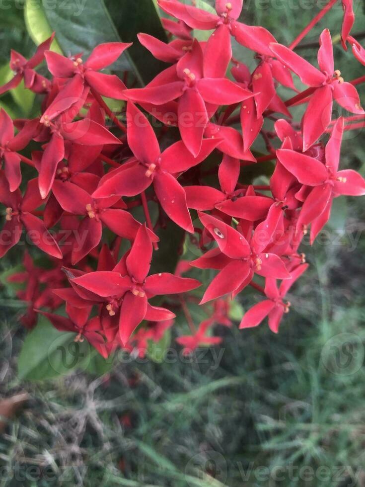 hermosa rojo flor a el parque foto