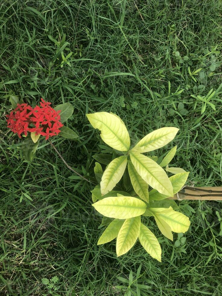 hermosa rojo flor con césped foto