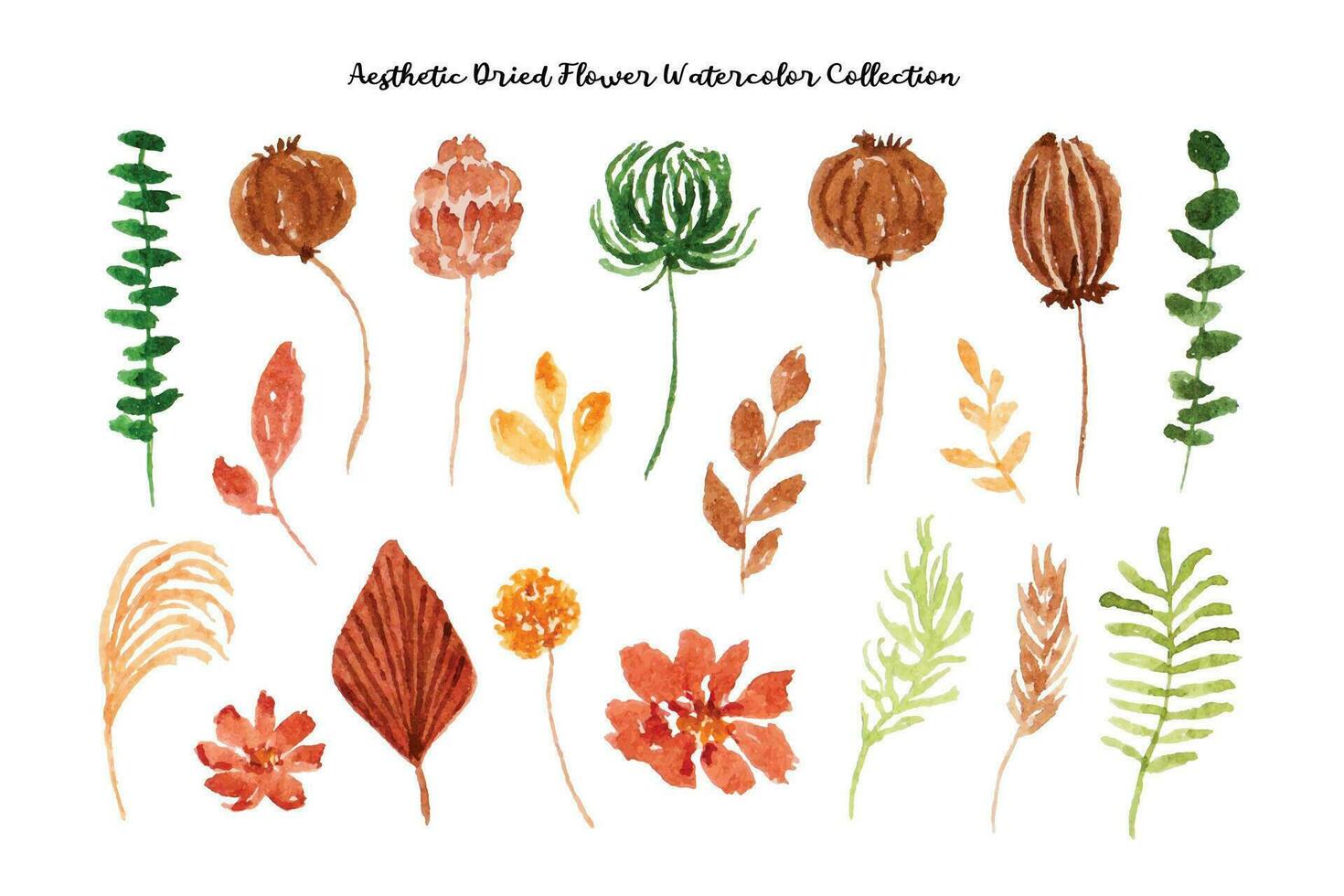 Aesthetic Dried Flower Watercolor Collection vector