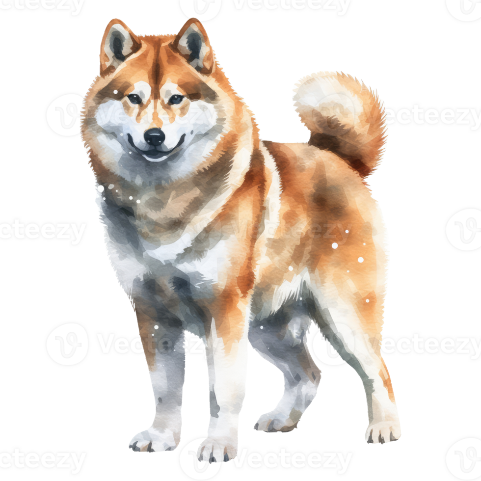 watercolour akita dog . png