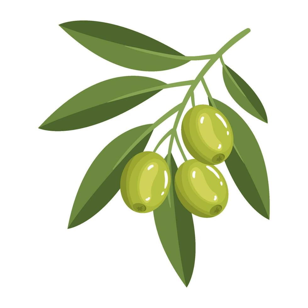 olive leaf tree icon isolated vector