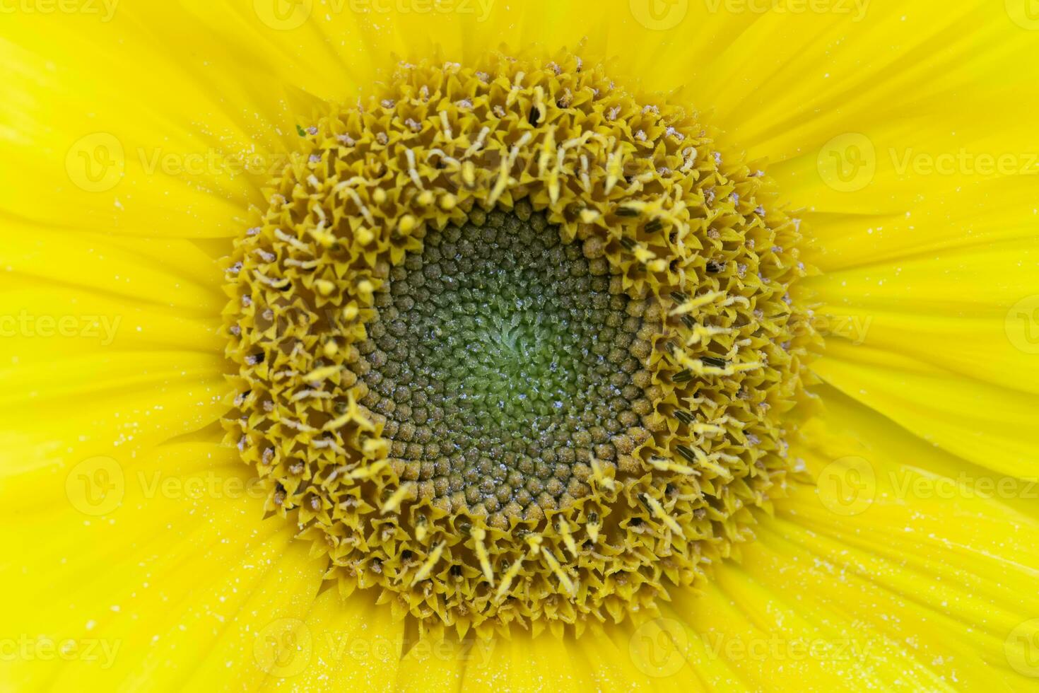 Close-up texture of a yellow sunflower with a pith. photo