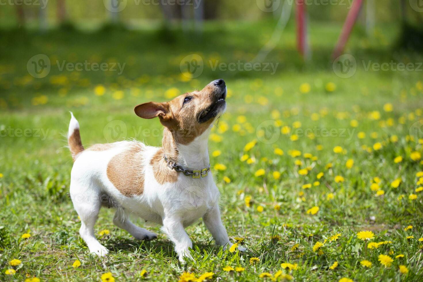 gracioso perro Jack Russell raza obras de teatro en el verano césped. hermosa perro en naturaleza. foto