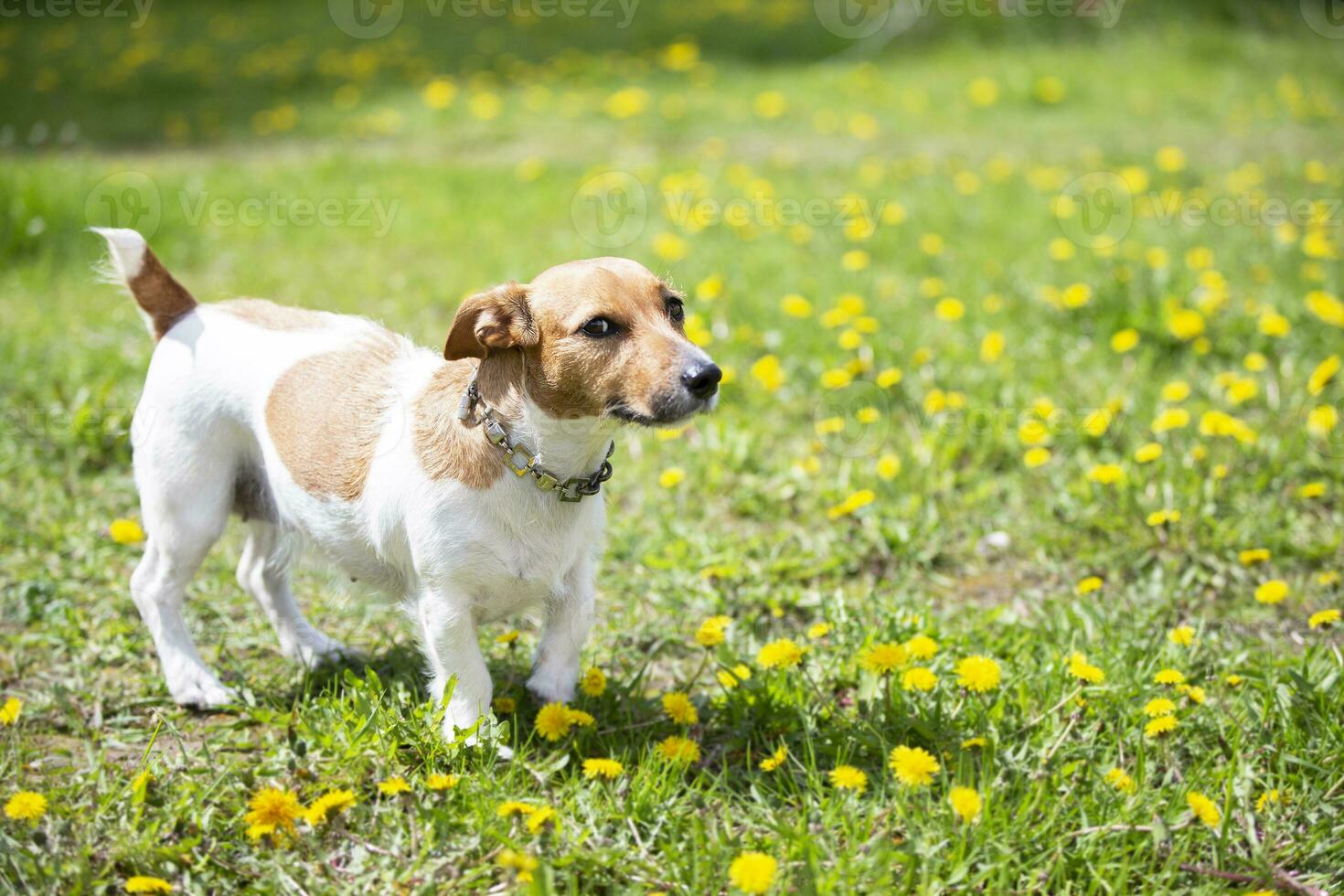 Jack Russell dog stands on the green grass. photo