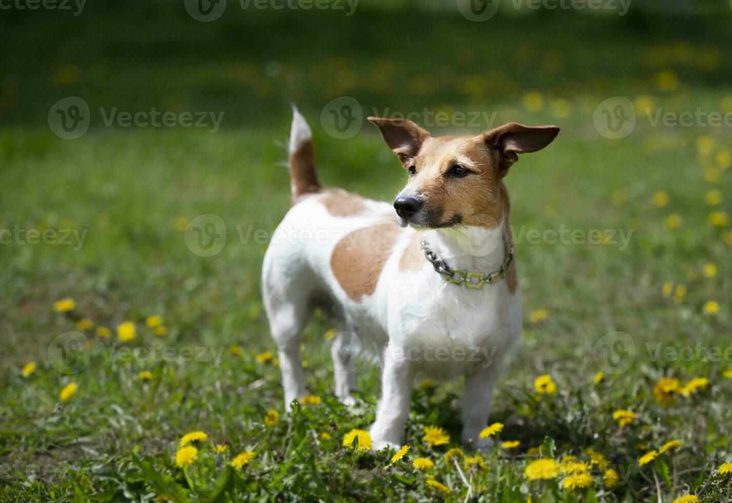 Funny dog jack russell breed plays on the summer lawn. Beautiful dog in nature. photo