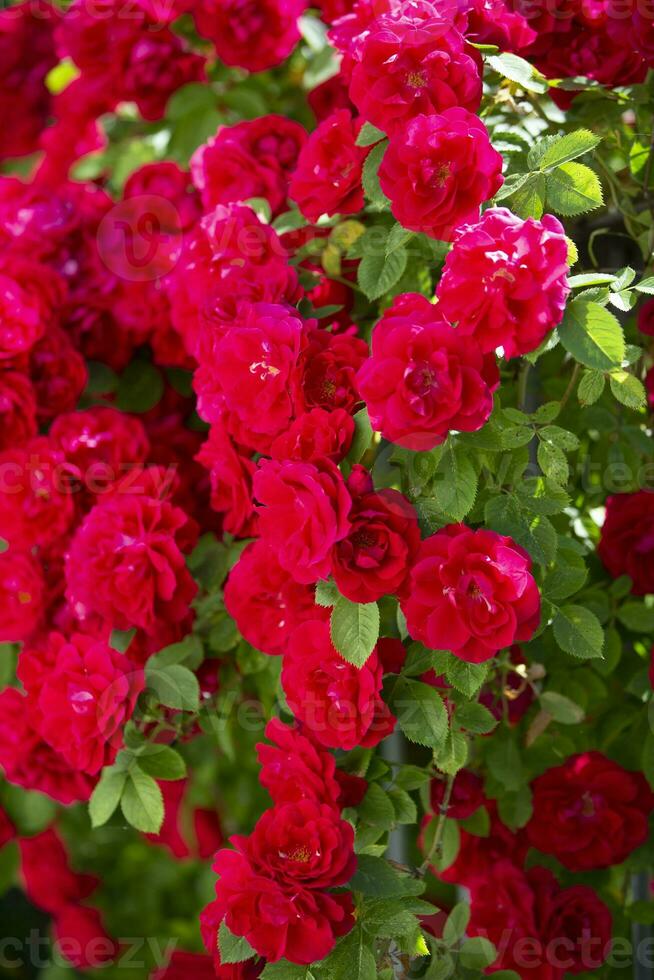 An upright shrub red rose with many flowers. photo