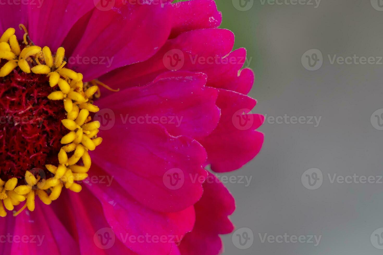 Beautiful pink flower with a yellow core close-up on a gray background. photo
