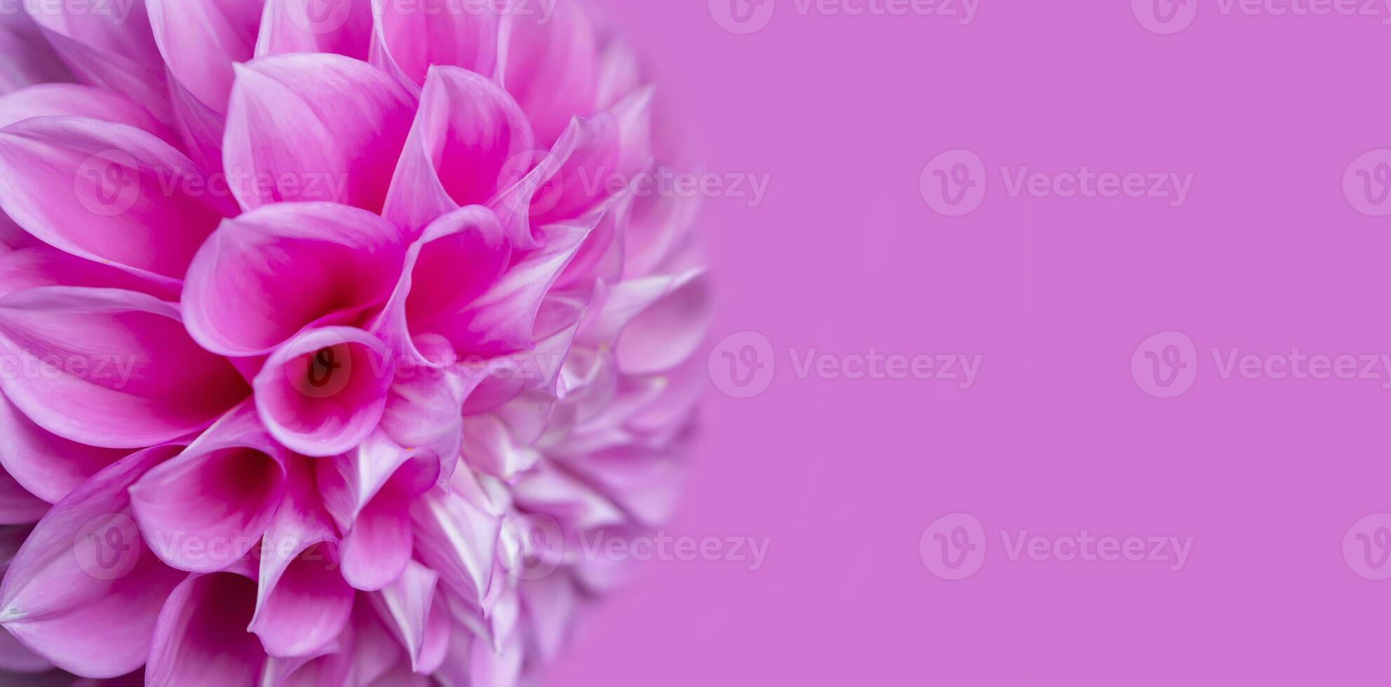 Beautiful pink flower close-up on a pink background. photo