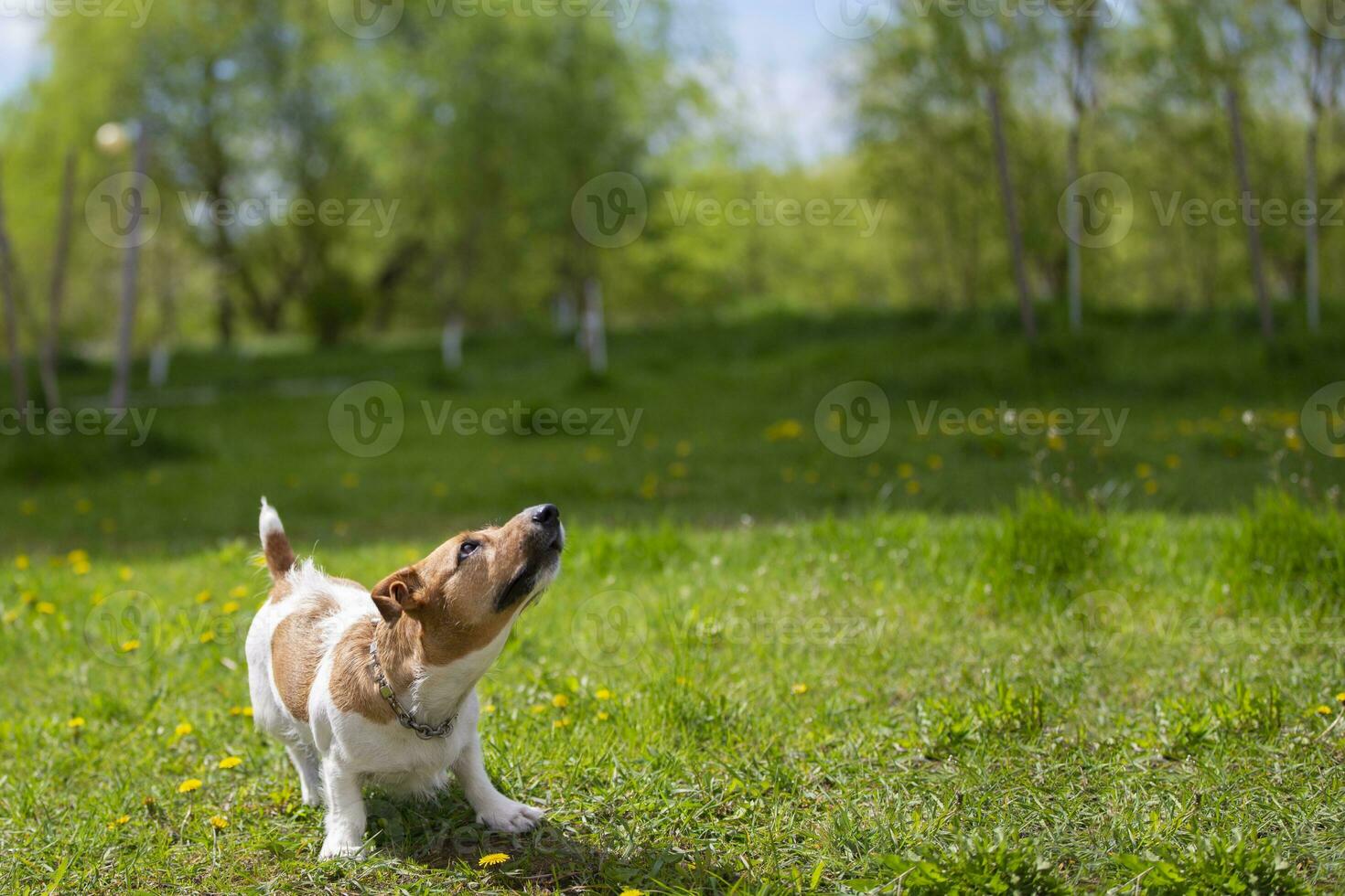 Jack russell dog playing on green grass. Beautiful dog outdoors. photo