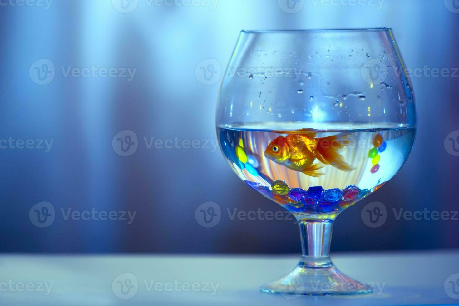 Goldfish in a glass goblet on a blue background. photo