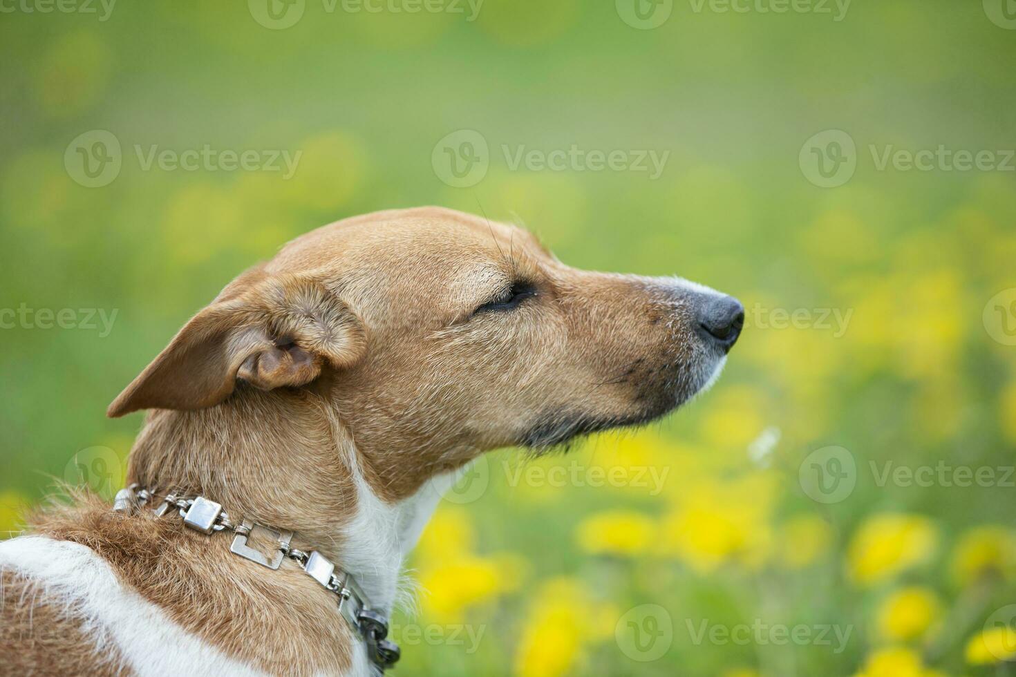 Muzzle of a dog of breed Jack Russell in profile. Beautiful dog in nature. photo