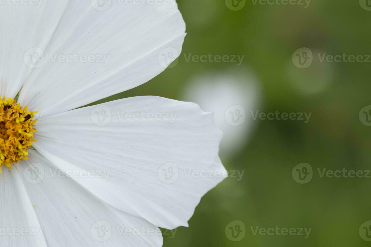 White garden cosmos flower on green background photo