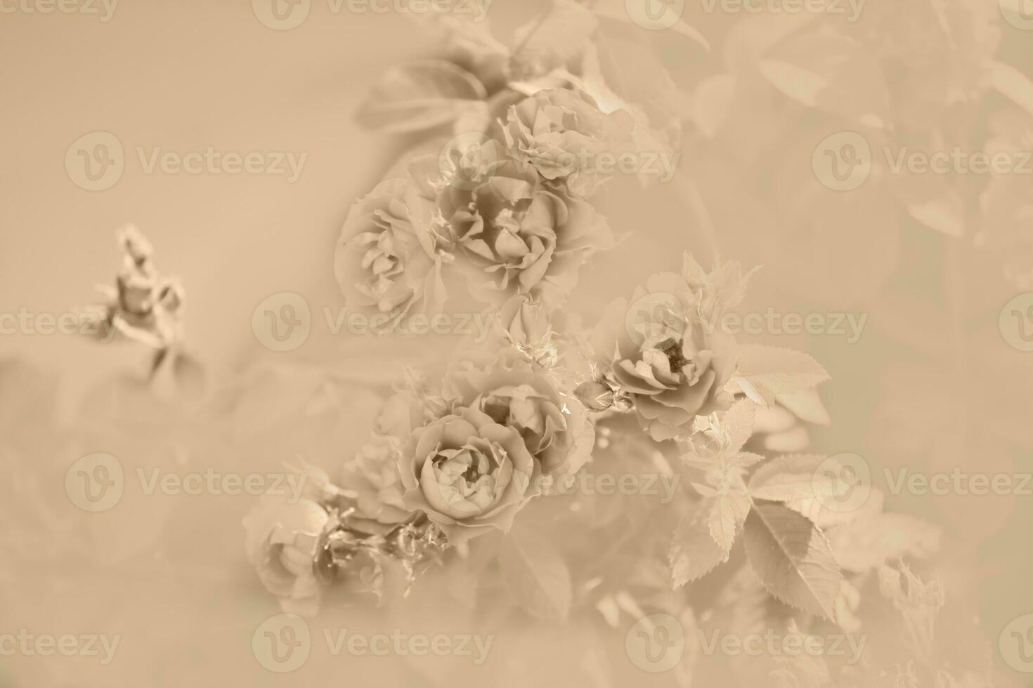 Abstract background roses of gentle beige color. Beautiful soft flowers of flesh tones. photo