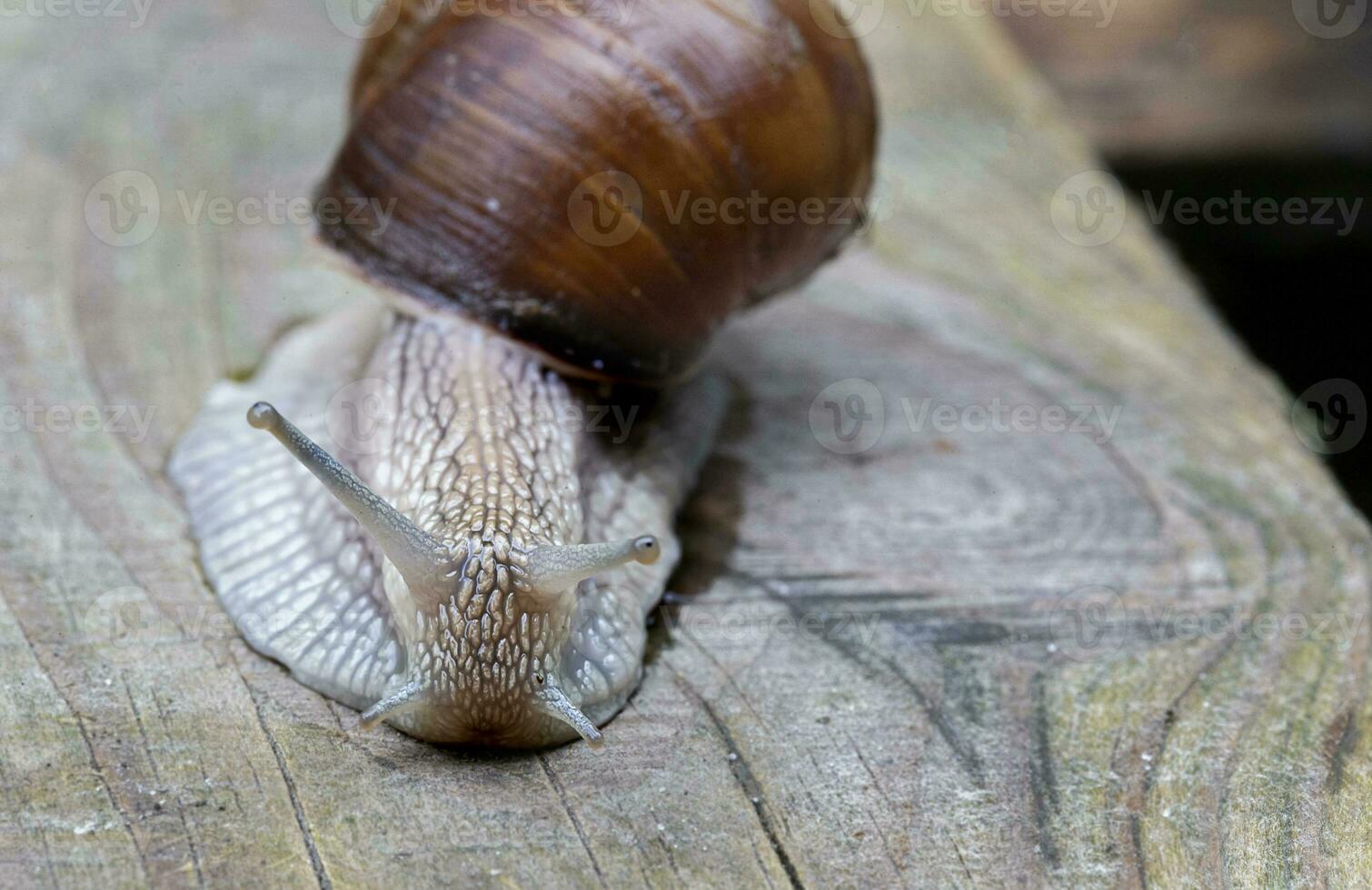 Beautiful grape snail close-up on a wooden background. photo