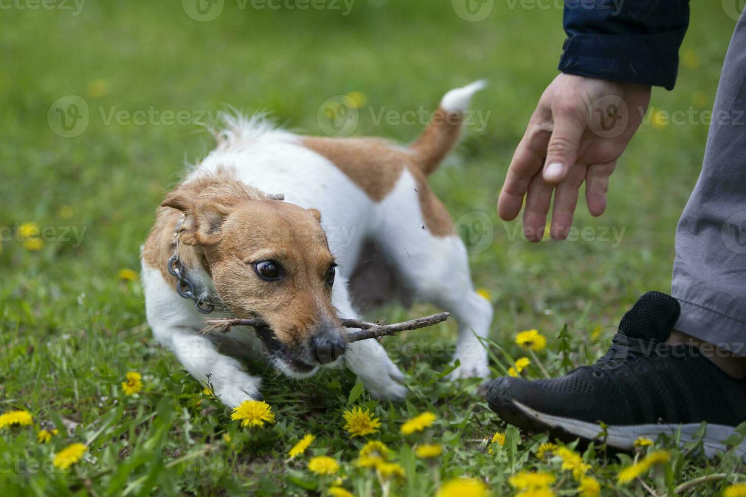 Funny dog jack russell breed plays with a stick on the summer lawn. Beautiful dog in nature. photo