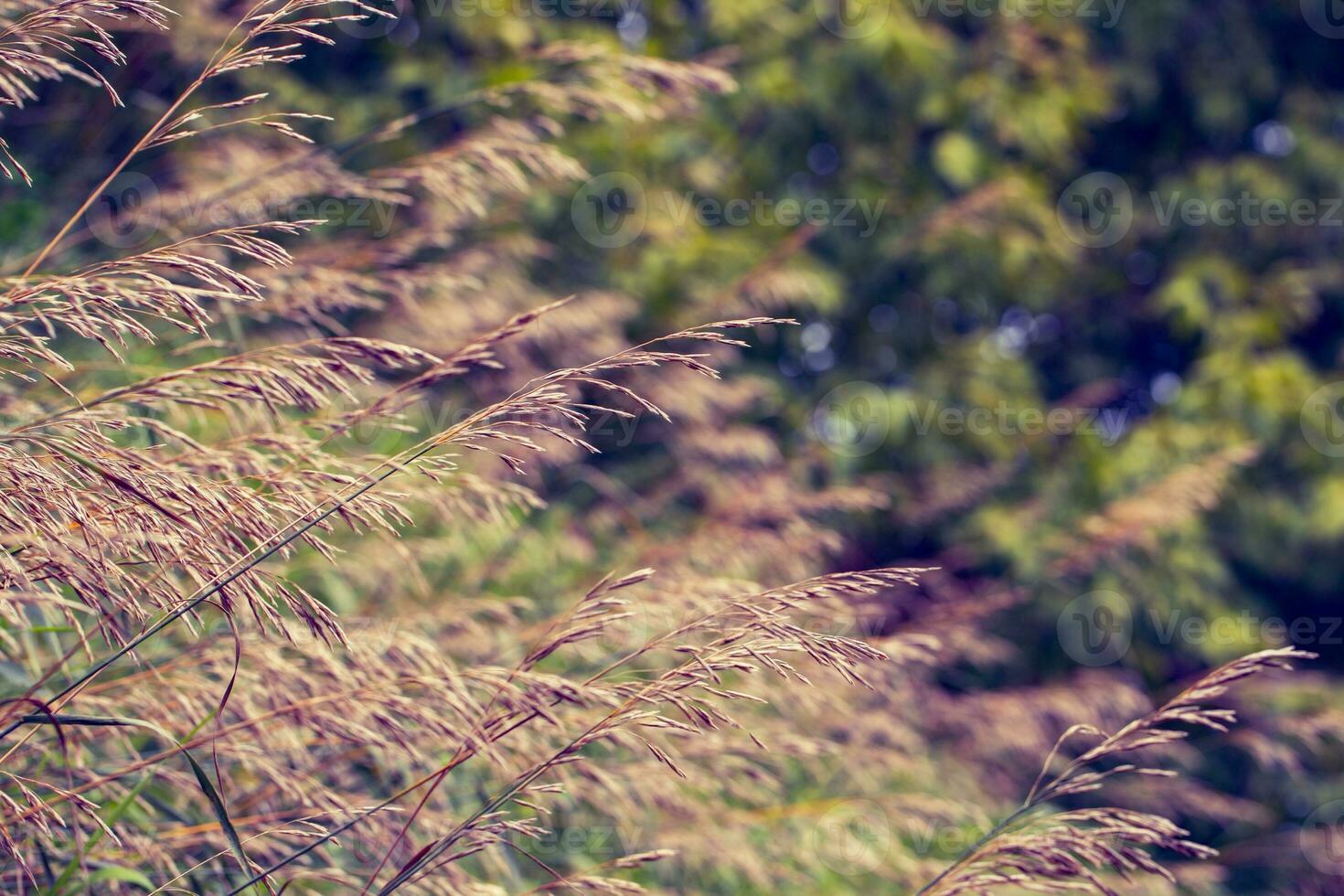 Natural fairy background. Beautiful grass of different colors bends down from the wind. photo