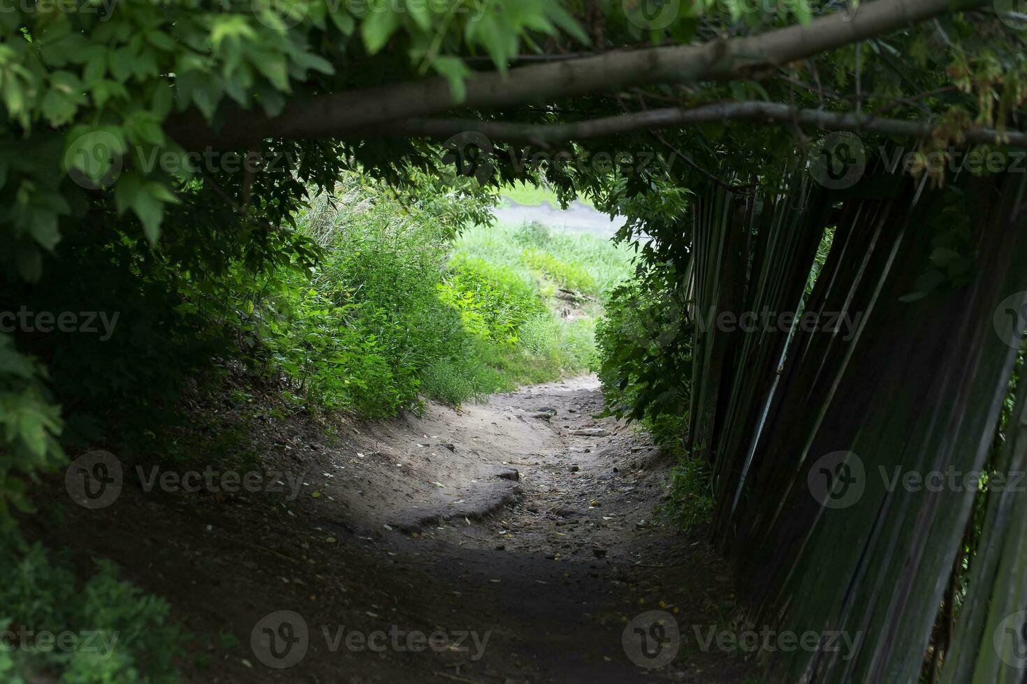 A mystical dark trail with bright sunlight at the end of the path. Summer old road. photo