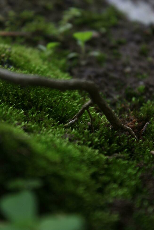 Close up of a branch on the bark of a tree in the forest, small plant growing on the bark of a tree, Caterpillar on a leaf in the garden in the nature. photo