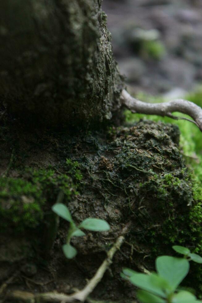 Close up of a branch on the bark of a tree in the forest, small plant growing on the bark of a tree, Caterpillar on a leaf in the garden in the nature. photo