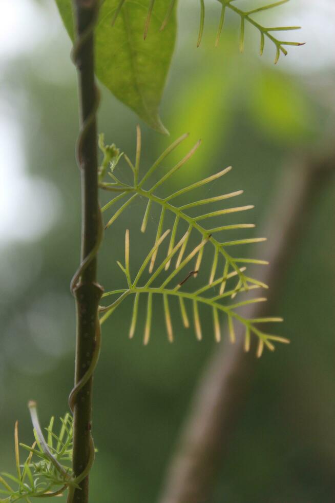 Young green leaves on the branches of a tree in the spring, Green leaves on a tree in the garden, photo