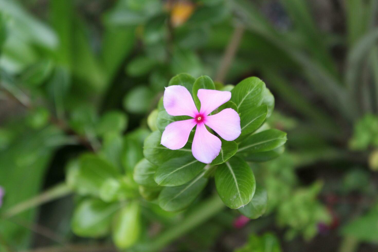 Vinca rosea or Madagascar periwinkle or Catharanthus roseus photo