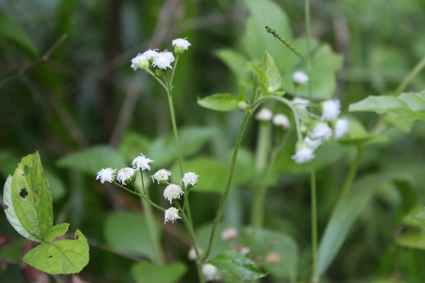 White flowers of buckwheat on a background of green grass. photo