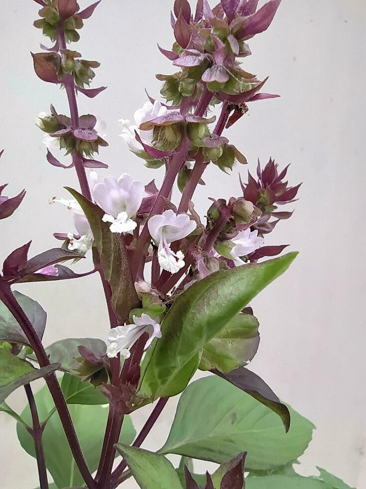 Close-up of a young basil plant. photo