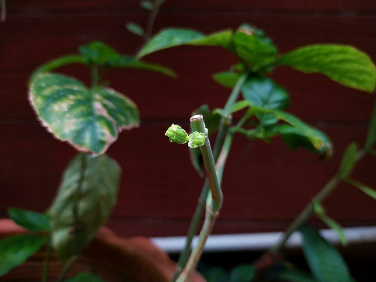 Focus on the young leaves of the ornamental plants. photo