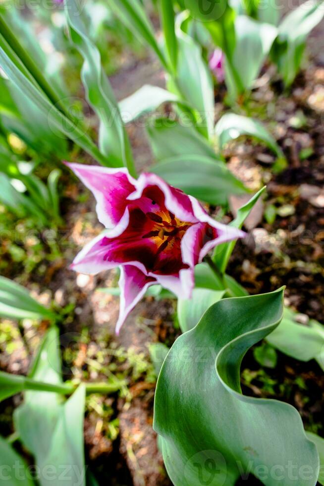 2023 04 09 Parco Sigurta Tulipa gesneriana 2 photo