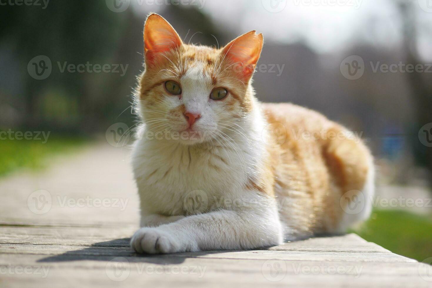 red cat looking around outdoor , photo