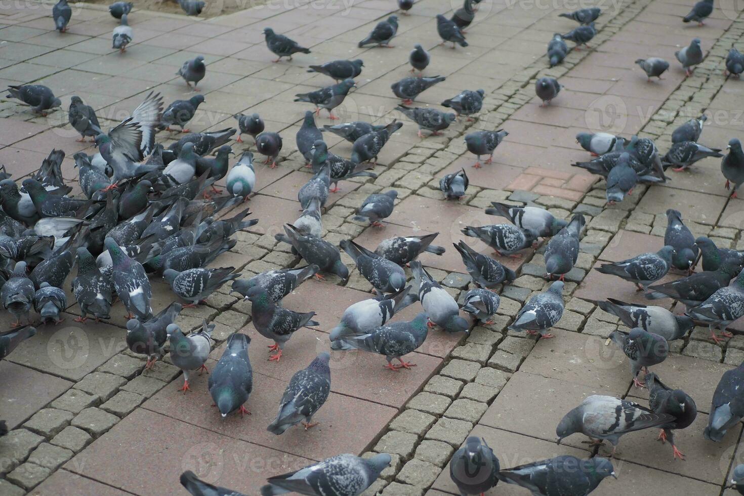 feeding pigeon birds on floor . photo
