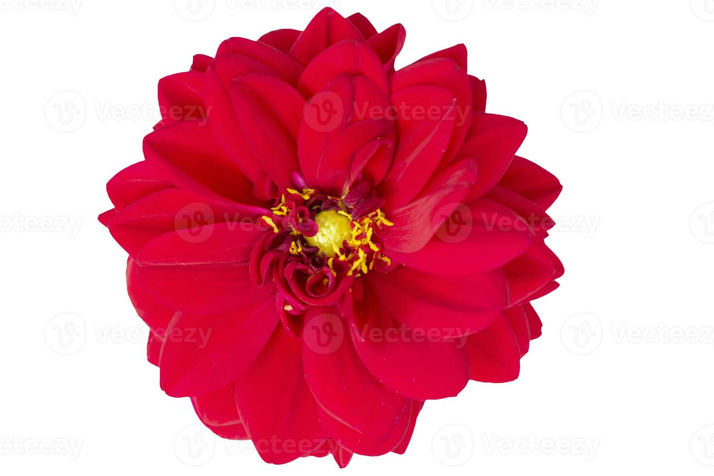 A beautiful red plant. Close-up zinnia flower on a white background. photo