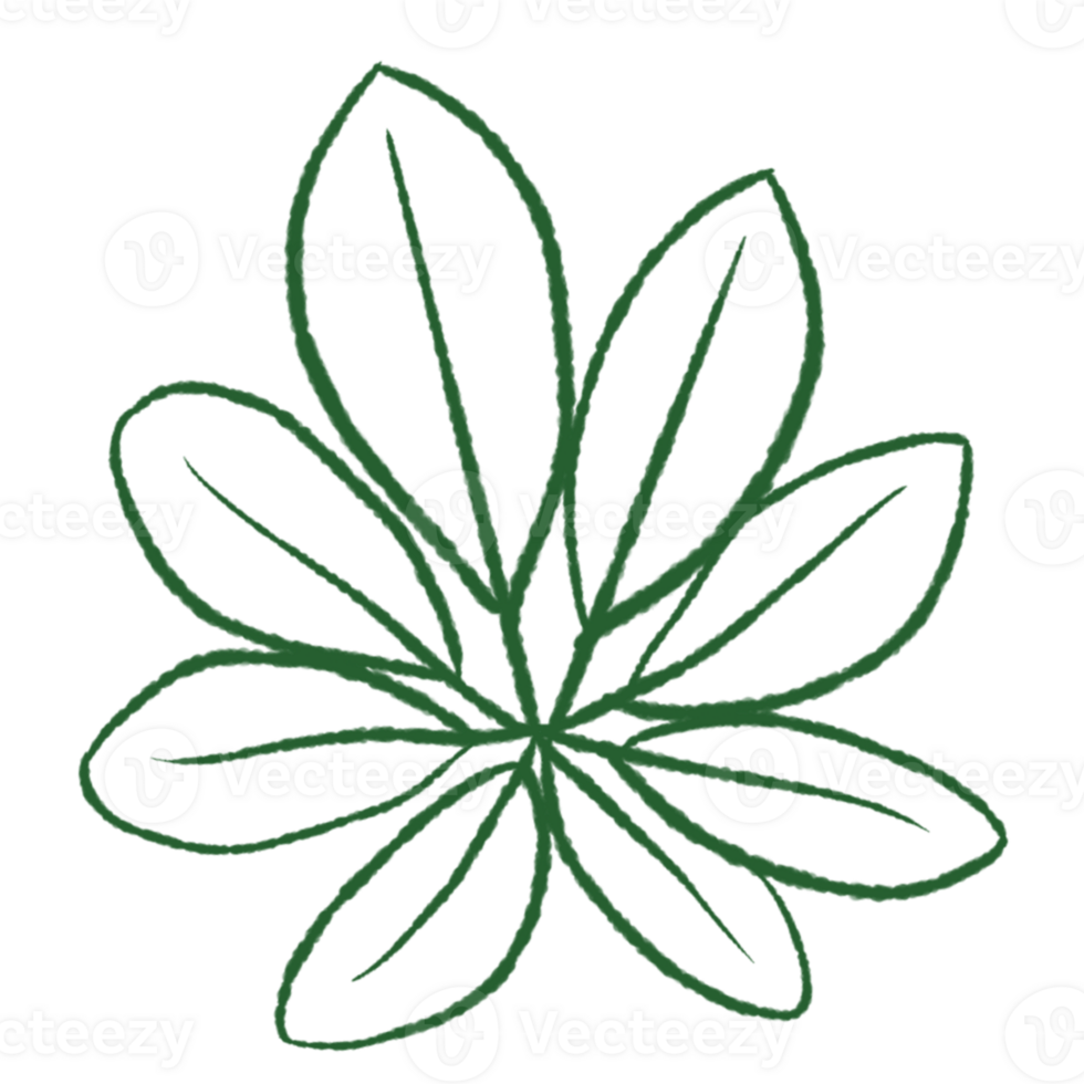 Tropical Leaves in doodle style. hand drawn line design elements. png