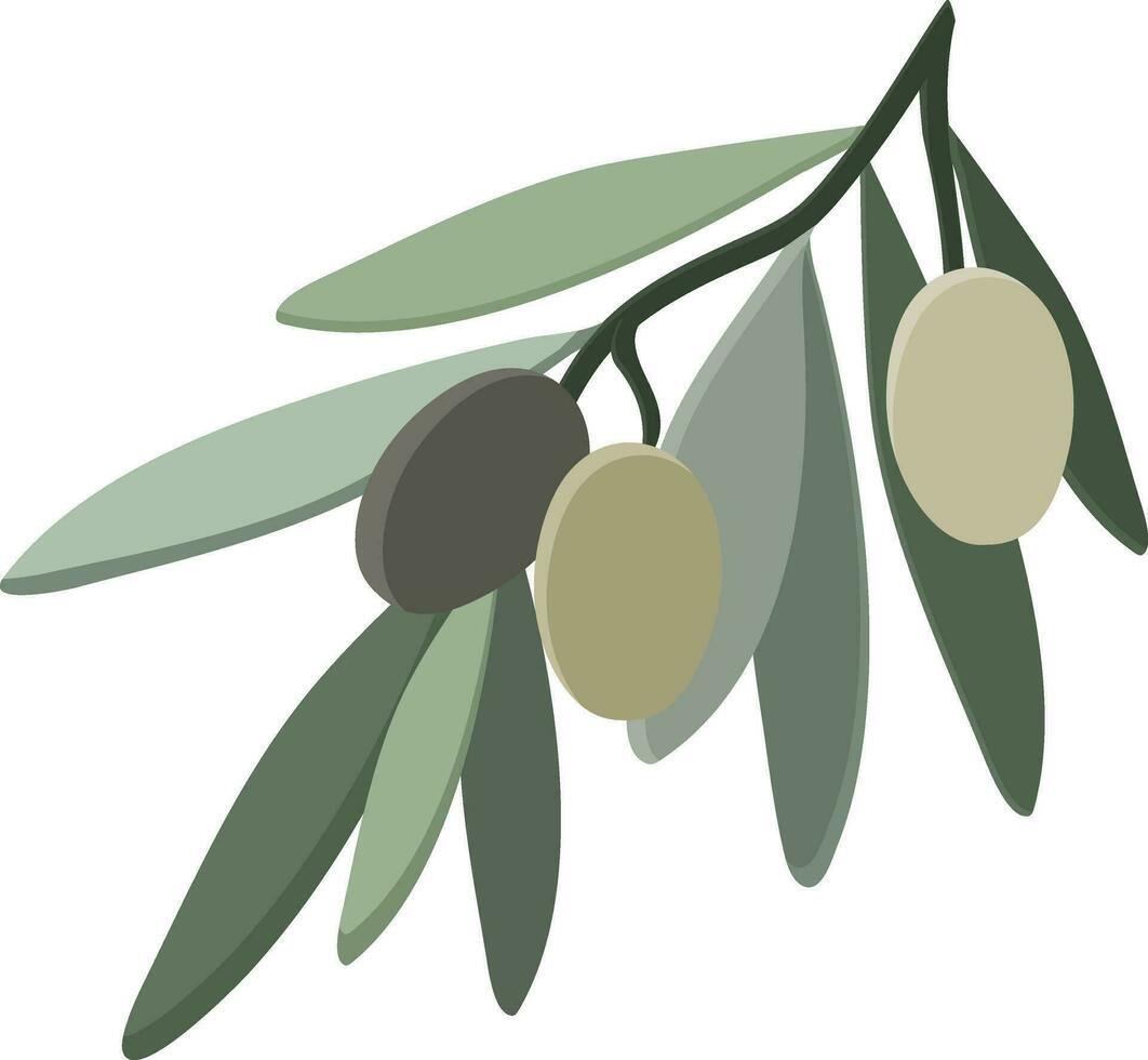 Olive branch with leaves isolated on white background. Vector illustration