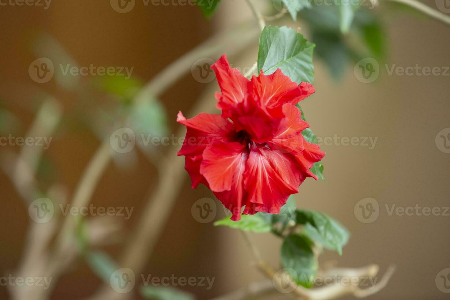 Beautiful red Chinese rose on a beige background. photo