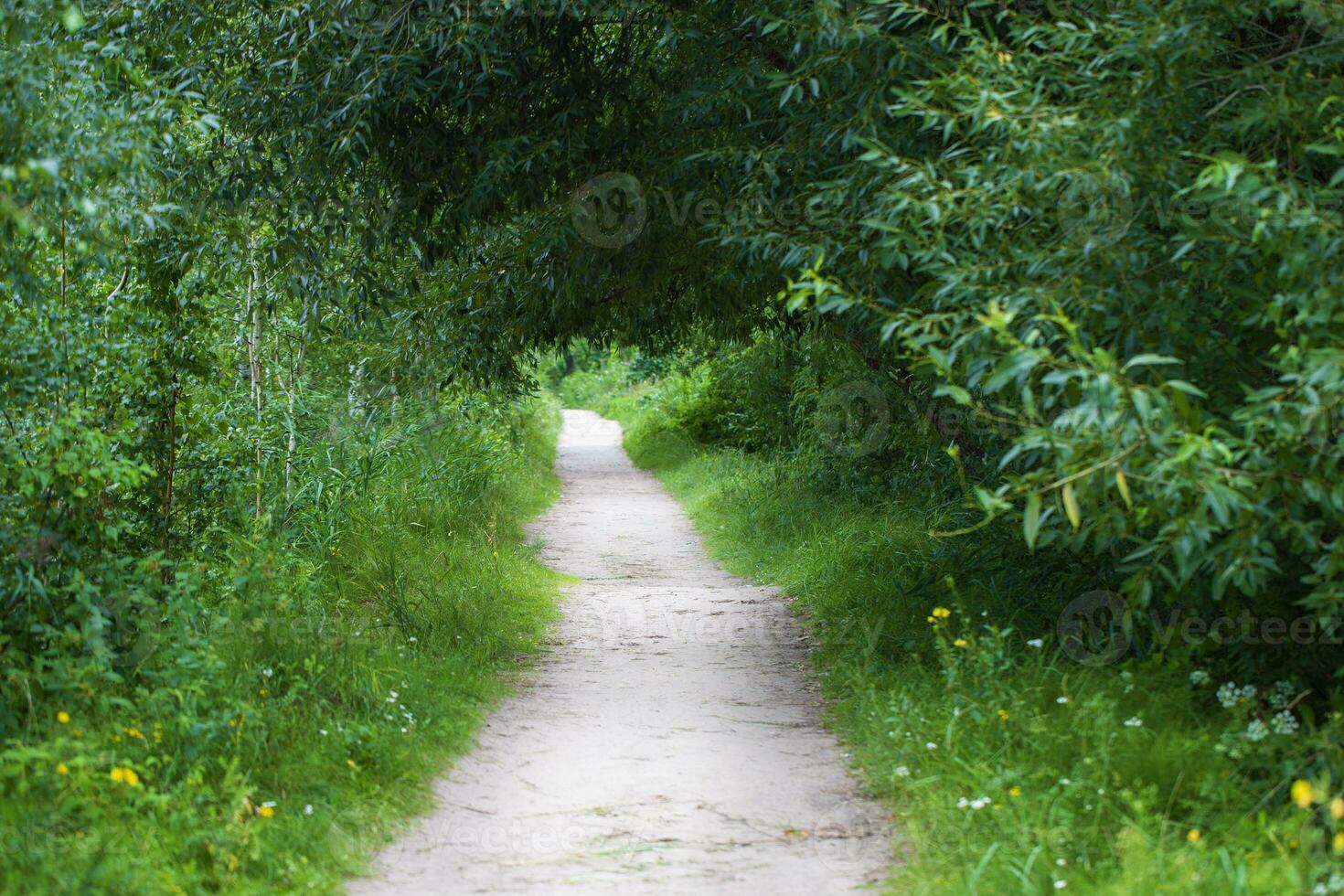 Forest path surrounded by green bushes. Natural background. photo