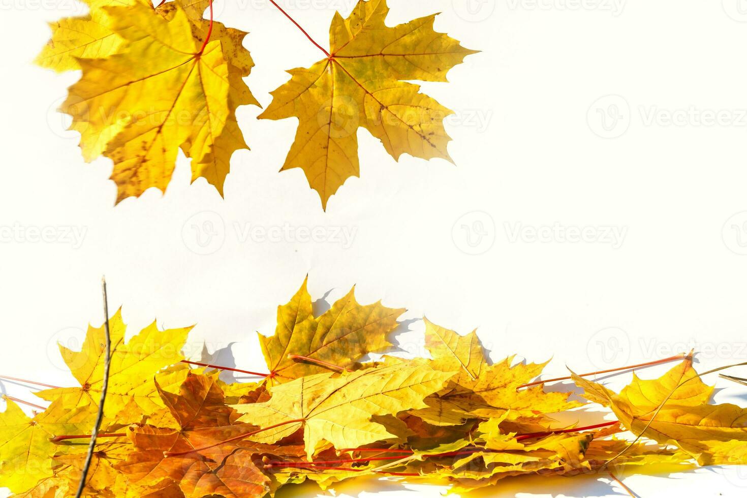 Autumn colored falling maple leaves isolated on white background photo