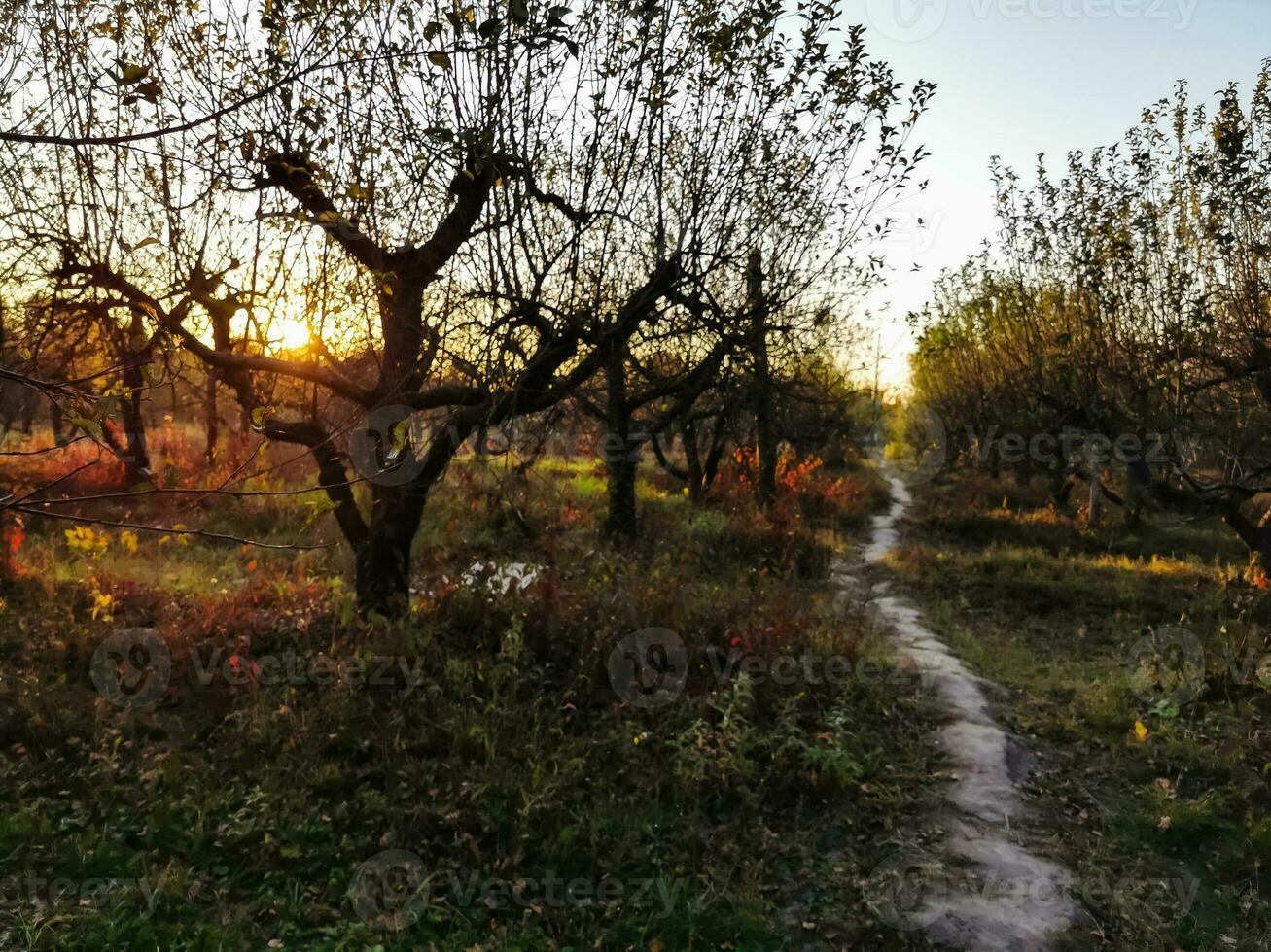 Sun shining through the trees on a path in a golden forest landscape setting during the autumn season. photo
