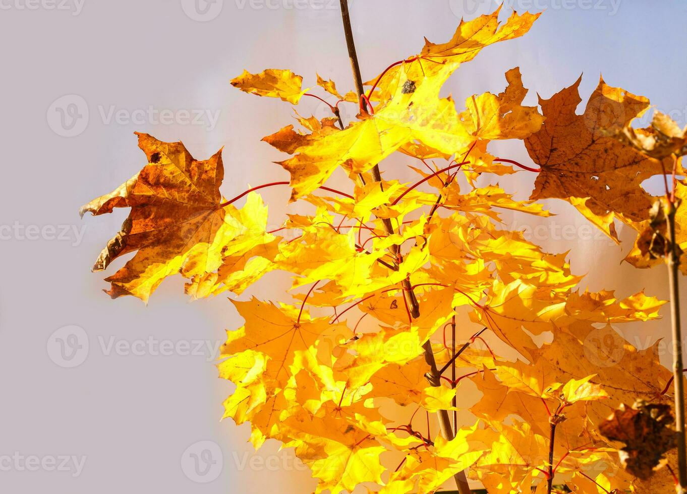 Autumn colored falling maple leaves isolated on white background photo