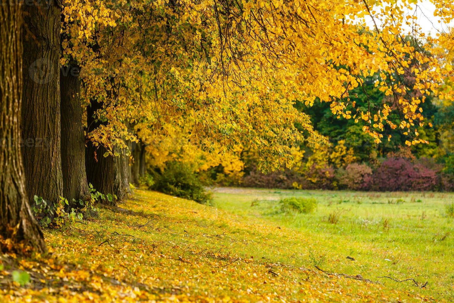 Autumn leaves under a big tree in the fall photo