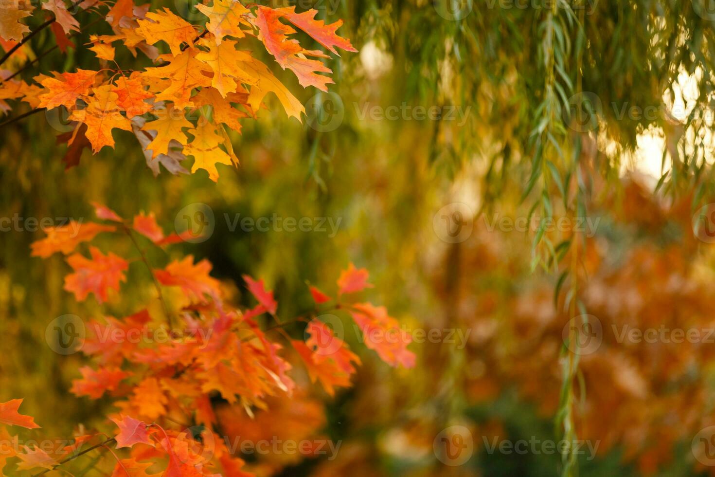Collection of Beautiful Colorful Autumn Leaves. green, yellow, orange, red photo
