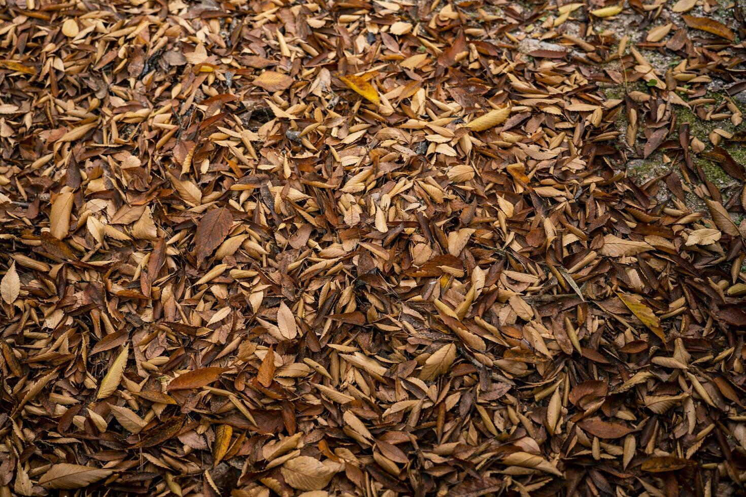Dried Leaves on the Ground photo