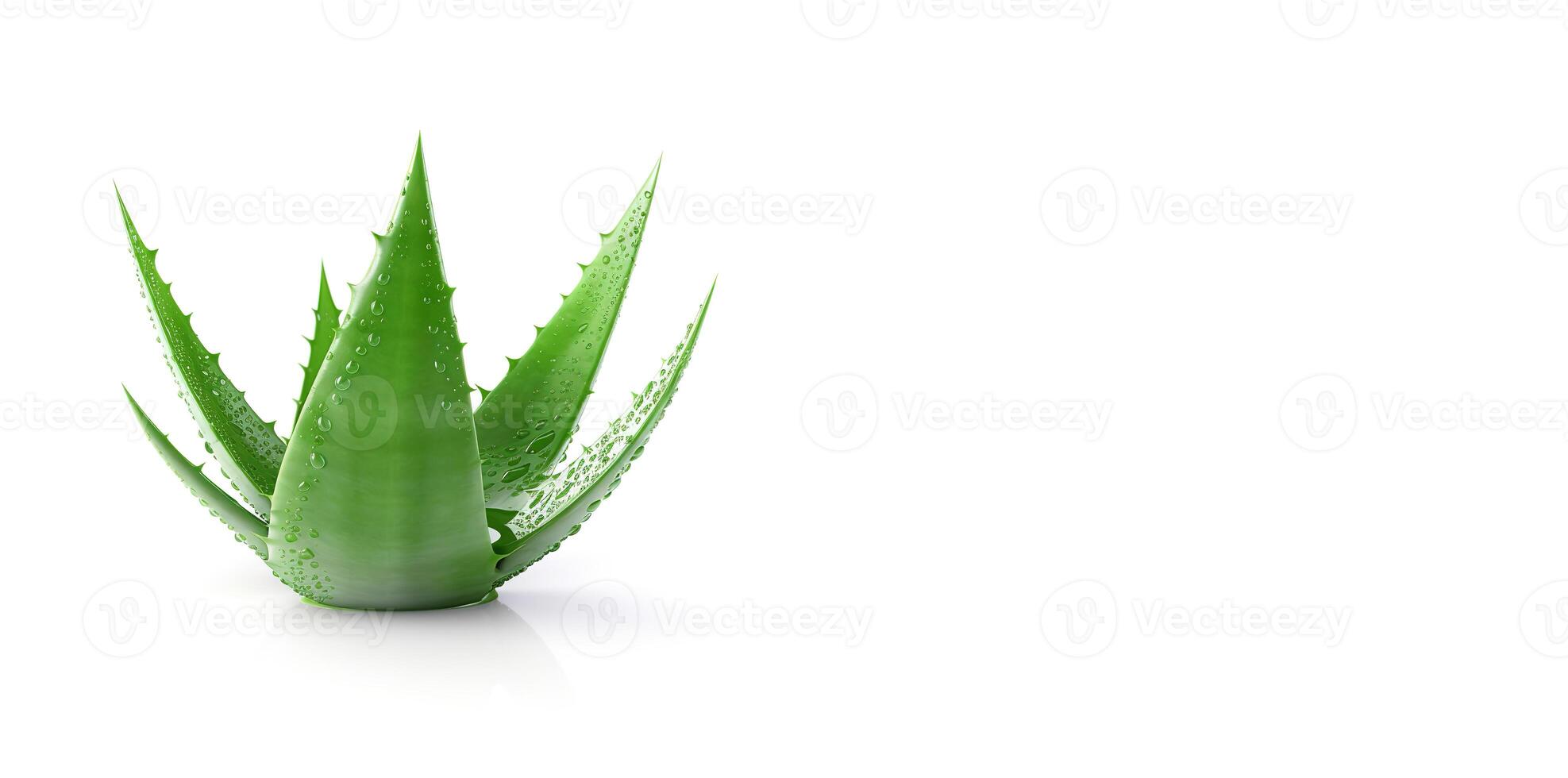 Aloe vera on white background with copy space. AI Generated photo