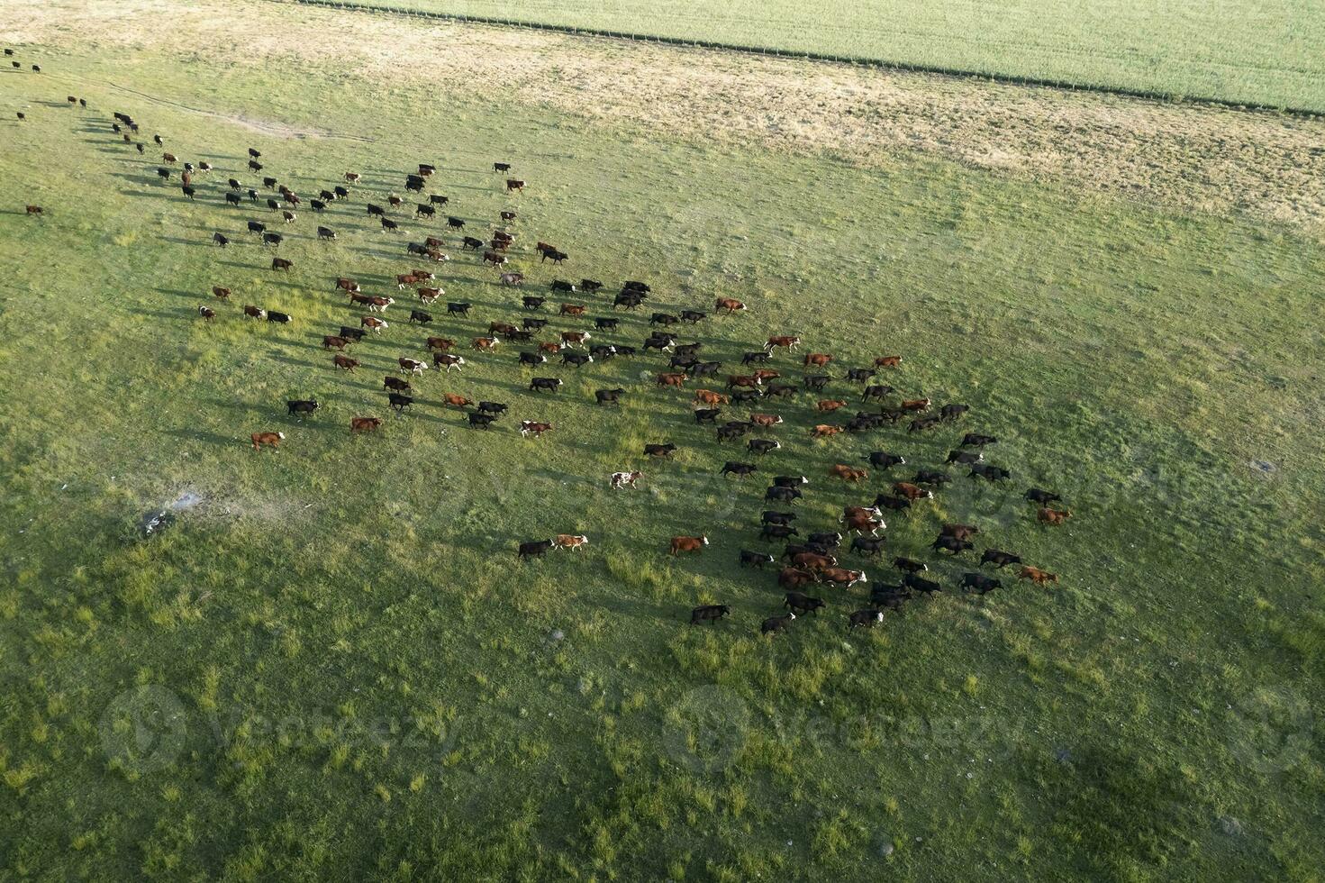 Aerial view of a troop of steers for export, cattle raised with natural pastures in the Argentine countryside. photo
